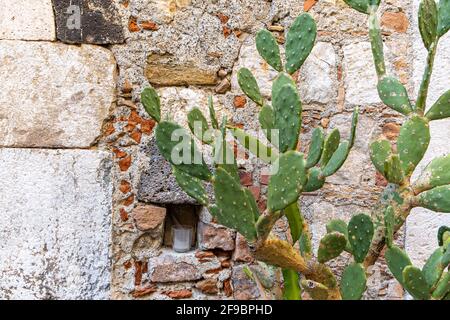 Kaktusbirne auf einer alten sizilianischen Steinmauer Stockfoto