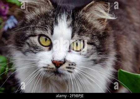 Nahaufnahme des Gesichts einer mehrfarbigen Katze. Porträt einer gefleckten Katze mit langem Schnurrbart im Freien. Ein dreifarbiger, obdachloser Kater mit gelben Augen schaut in t Stockfoto