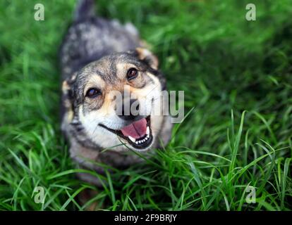 Draufsicht auf einen fröhlichen zufriedenen Hund, der auf dem liegt Gras und treu nach oben schauen Stockfoto