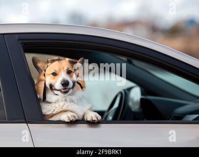 Sie lehnte sich aus einem vorbeifahrenden Auto Tragen einer Fliegerbrille Stockfoto