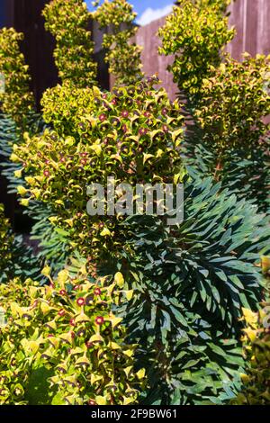 Eruphorbia characias 'Black Pearl', Spurge, britischer Garten Stockfoto