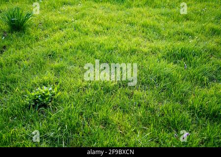 Grüne Frühlingswiese. Stockfoto