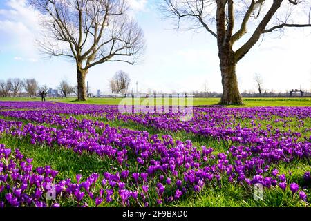 Frühlingslandschaft mit violetten Krokusblüten im Stadtteil Golzheim am Rhein in Düsseldorf. Stockfoto