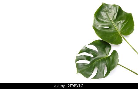 Monstera deliciosa Blätter auf weißem Hintergrund, Kopierraum Stockfoto