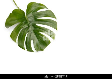 Monstera deliciosa Blatt auf weißem Hintergrund, Kopierraum Stockfoto