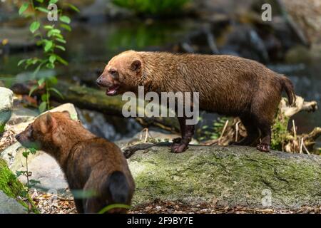 Gefangener Buschhund im Sables Zoo in Sables d'Olonne in Frankreich. Stockfoto