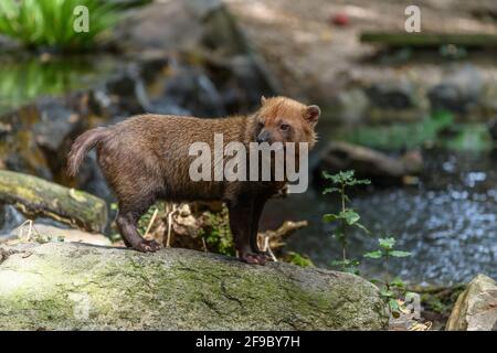 Gefangener Buschhund im Sables Zoo in Sables d'Olonne in Frankreich. Stockfoto