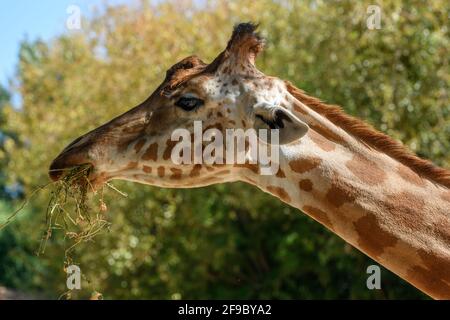 Kordofans Giraffe in Gefangenschaft im Sables Zoo in Sables d'Olonne in Frankreich. Stockfoto