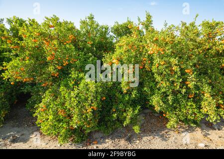 Mandarinenbäume mit ausgewachsenen Früchten. Mandarinenplantage, kalifornische Erntezeit Stockfoto