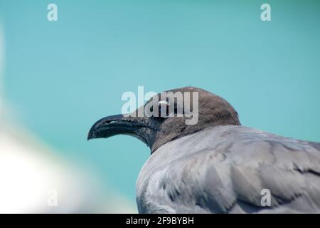 Nahaufnahme einer Lava-Möwe (Leucophaeus fuliginosus) in Puerto Lopez, Santa Cruz Island, Galapagos, Ecuador Stockfoto