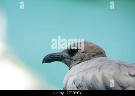 Nahaufnahme einer Lava-Möwe (Leucophaeus fuliginosus) in Puerto Lopez, Santa Cruz Island, Galapagos, Ecuador Stockfoto