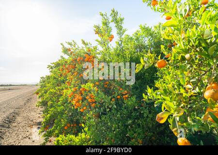 Mandarinenbäume in einer Reihe am Straßenrand. Mandarinen-Obstgarten in Kalifornien Stockfoto