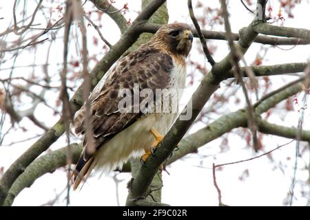 Ein Red Tailed Hawk thront in einem Baum im Südwesten von Ontario, Kanada. Stockfoto