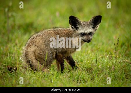 Fledermausohr-Fuchs hockt auf Gras und sieht richtig aus Stockfoto