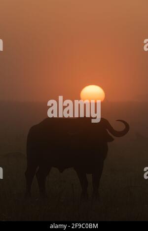Kapbüffel steht im Morgengrauen in Silhouette Stockfoto