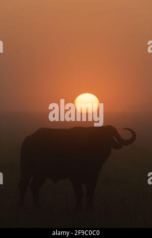Büffel steht in Silhouette bei Sonnenaufgang Stockfoto