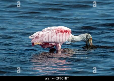 Roseatspoonbill in Canaveral National Seashore Stockfoto