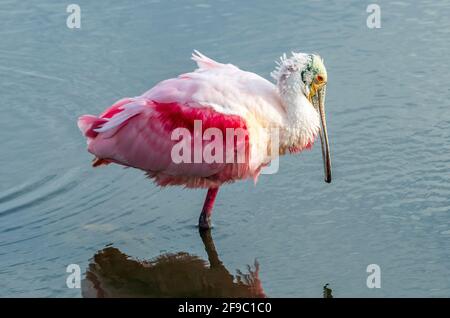 Roseatspoonbill in Canaveral National Seashore Stockfoto