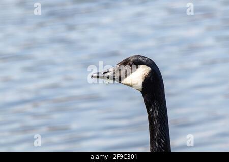 Porträt einer Canada Goose Kopf und Hals gegen eine Schöner blauer Hintergrund aus Wasser Stockfoto