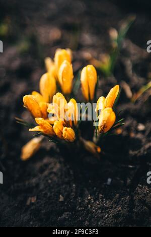Gelbe Krokusse im Wald Stockfoto