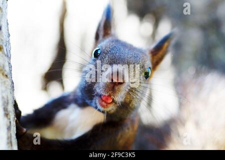 Das Eichhörnchen starrt aufmerksam auf die Kamera Stockfoto