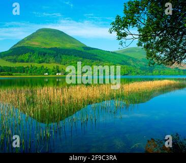 Großbritannien, England, Cumbria, Lake District National Park, Loweswater mit Black Fell und Schilf, Stockfoto