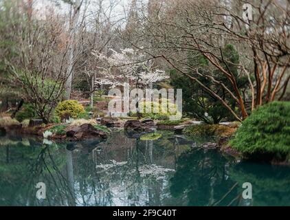 Blühender Baum neben einem Teich in einem japanischen Garten In georgien Stockfoto