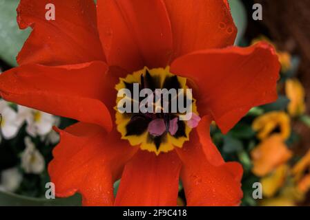 red yellow tulip in full bloom closeup of yellow stigma purple anther Stockfoto