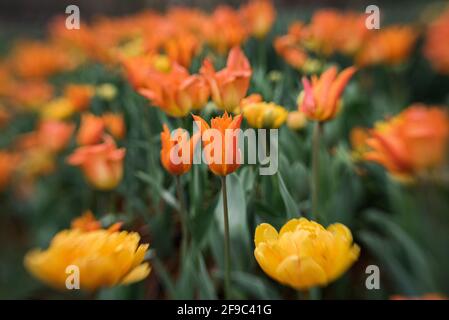 Nahaufnahme von orangefarbenen und gelben Tulpen im Blumenbeet mit Kreative Unschärfe Stockfoto