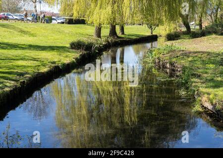 Weinende Weidenbäume (Salix babylonica) spiegeln sich im Frühling im Fluss Loddon, Eastrop Park, Basingstoke, Großbritannien Stockfoto