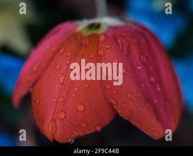 Nahaufnahme leuchtend rote, umgekehrte Tulpe mit Regentropfen Stockfoto