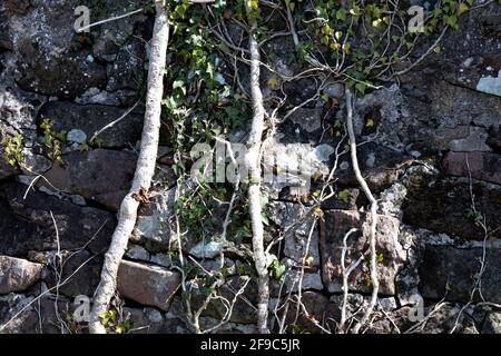 Efeu und Kletterpflanzen an einer alten Steinmauer Stockfoto