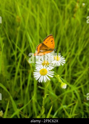 Schöne Kamillen und Schmetterlinge auf der Sommerwiese. Stockfoto