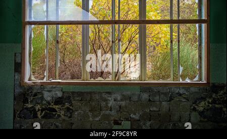 Überwucherter Garten im Herbst, Blick durch das Fenster eines verlassenen Hauses. Zerbrochenes Glas, Fliesen und abblätternde Farbe an der Wand Stockfoto