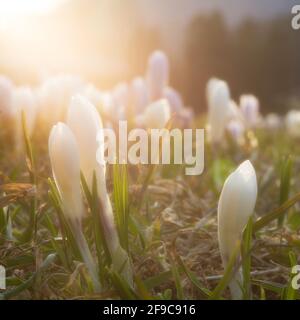 Weiße Frühlingscrocus blüht im Abendlicht Stockfoto