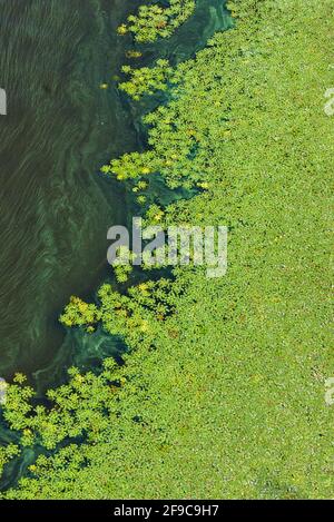 Verschmutzung der Wasseroberfläche der Erde, grüne Algen allmählich decken die Oberfläche des blühenden Wassers auf dem Fluss. Vertikales Bild, Kopierbereich. Stockfoto