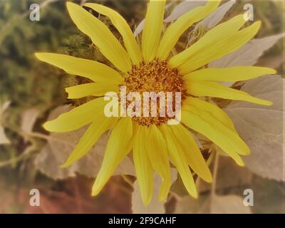 Gelbe Sonnenblumenblüte in Nahaufnahme auf einem Feld Stockfoto