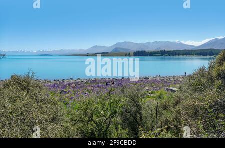 Die Uferlandschaft mit vielen Lupinenblumen rund um den Pukaki-See Auf der Südinsel Neuseelands Stockfoto