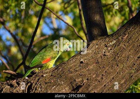 amazonas mit türkisfarbener Fassade (Amazona aestiva), auch Blaustirnpapagei genannt, in freier Wildbahn in einem Park der Stadt Buenos Aires Stockfoto