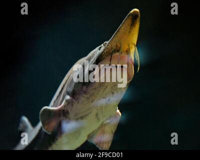 Der Gefangene Kaluga-Stör (Huso dauricus) schwimmt mit ihrem charakteristischen weißen Bauch und ihren Barben nach oben. Stockfoto