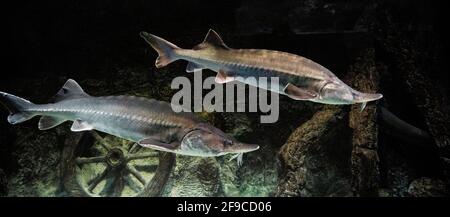 Im Aquarium schwimmen zwei gefangenen Kaluga-Störe (Huso dauricus) zusammen. Stockfoto