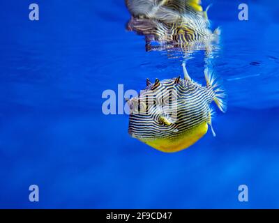 Weibliche, reich verzierte Kuhfische (Aracana ornata) schwimmen im Aquarium direkt unter der Wasseroberfläche. Stockfoto