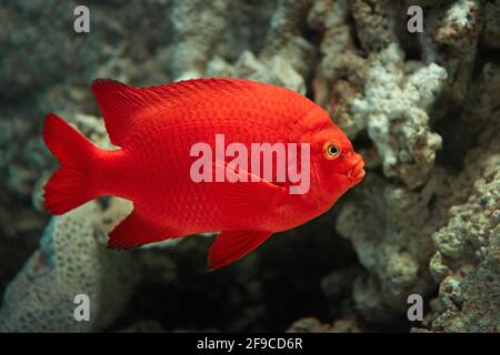 Garibaldi damegoistisch (Hypsypops rubicundus) schwimmt im Aquarium. Stockfoto