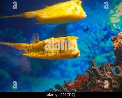 Im Aquarium schwimmt der Langhorn-Kuhfisch oder der gehörnte Buchsfisch (Lactoria cornuta). Stockfoto