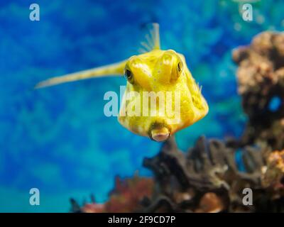 Im Aquarium schwimmt der Langhorn-Kuhfisch oder der gehörnte Buchsfisch (Lactoria cornuta) in Richtung Kamera. Stockfoto