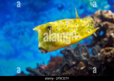 Im Aquarium schwimmt der Langhorn-Kuhfisch oder der gehörnte Buchsfisch (Lactoria cornuta). Stockfoto