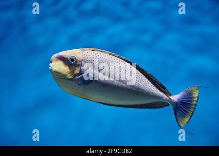 Bignose-Einhornfische (Naso vlamingii) schwimmen im Aquarium. Stockfoto