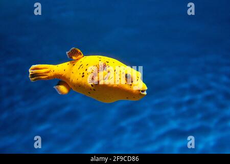 Im Aquarium schwimmt der Schwarzfleckenkugelfisch oder der Hundegesichtenpuffer (Arothron nigropunctatus). Stockfoto