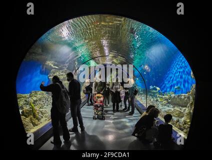 Im Moskvarium, dem größten Ozeanarium in Moskau, Russland, wandern die Menschen durch einen Aquarientunnel. Stockfoto