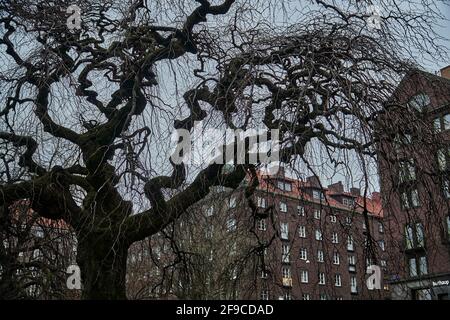 Göteborg im Dezember 2020. Kalte Tage nähern sich Weihnachten. Stockfoto